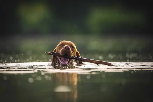 Hond in water aan het spelen